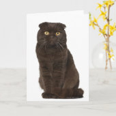 Scottish Fold (18 Monate alt), sitzend Karte (Gelbe Blume)