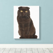 Scottish Fold (18 Monate alt), sitzend Leinwanddruck (Insitu (Holzboden))