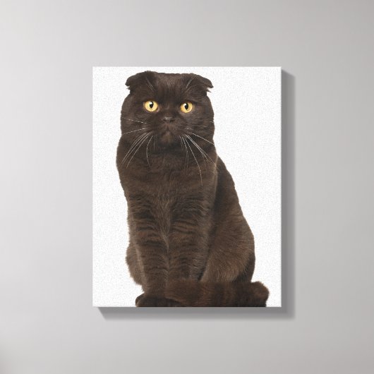 Scottish Fold (18 Monate alt), sitzend Leinwanddruck (Vorderseite)