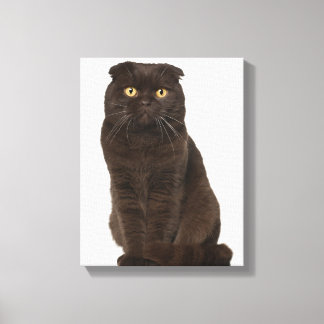 Scottish Fold (18 Monate alt), sitzend Leinwanddruck