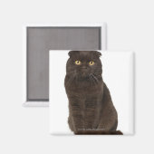Scottish Fold (18 Monate alt), sitzend Magnet (Vorderseite/Rückseite)