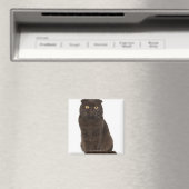 Scottish Fold (18 Monate alt), sitzend Magnet (In Situ (Geschirrspüler))