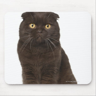 Scottish Fold (18 Monate alt), sitzend Mousepad