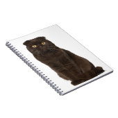 Scottish Fold (18 Monate alt), sitzend Notizblock (Rechte Seite)