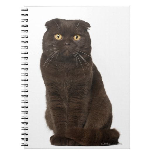 Scottish Fold (18 Monate alt), sitzend Notizblock (Vorderseite)