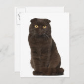 Scottish Fold (18 Monate alt), sitzend Postkarte (Vorne/Hinten)