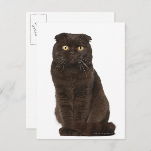 Scottish Fold (18 Monate alt), sitzend Postkarte (Vorne/Hinten)