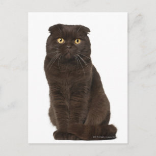Scottish Fold (18 Monate alt), sitzend Postkarte