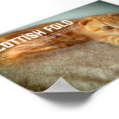 Scottish Fold Cat Breed Poster (Ecke)