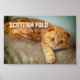 Scottish Fold Cat Breed Poster