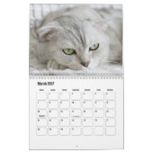 Scottish Fold Cat Calendar Kalender (Mär 2027)