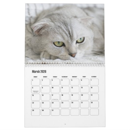 Scottish Fold Cat Calendar Kalender (Mär 2026)