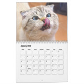 Scottish Fold Cat Calendar Kalender (Jan 2026)