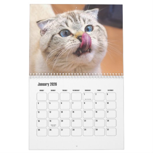 Scottish Fold Cat Calendar Kalender (Jan 2026)