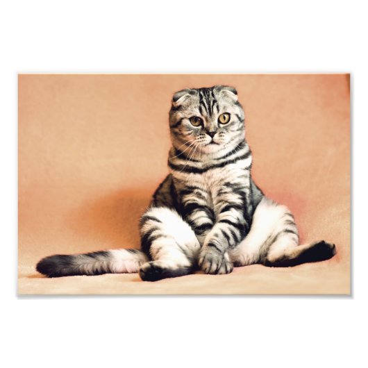 Scottish Fold Cat Fotodruck (Vorne)