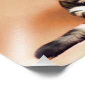 Scottish Fold Cat Fotodruck (Ecke)