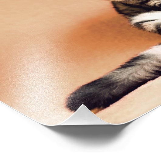 Scottish Fold Cat Fotodruck (Ecke)