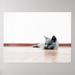 Scottish Fold Cat Kitten Super Niedlich Poster