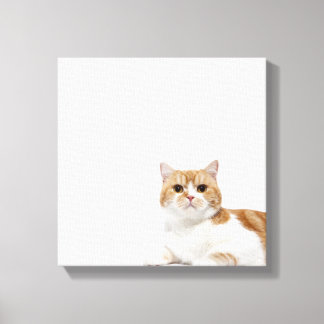 Scottish Fold Cat Leinwanddruck