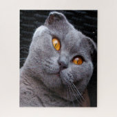 Scottish Fold Cat Pedigree Puzzle (Vertikal)