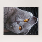 Scottish Fold Cat Pedigree Puzzle (Horizontal)