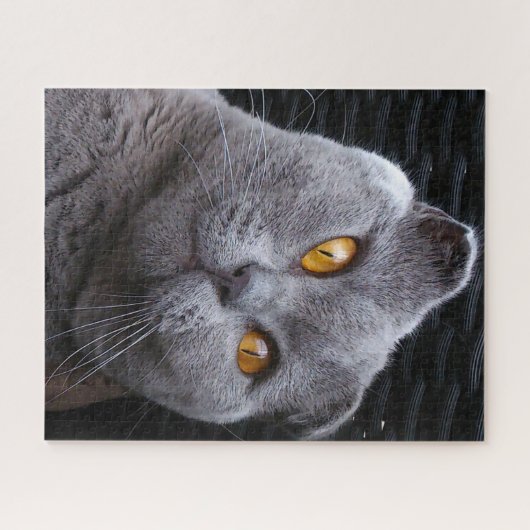 Scottish Fold Cat Pedigree Puzzle (Horizontal)