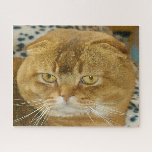 Scottish Fold Cat Pedigree. Puzzle (Horizontal)