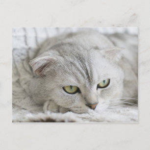 Scottish Fold Cat Pet Animal Postcard Postkarte