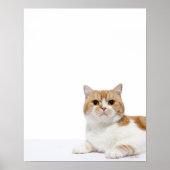 Scottish Fold Cat Poster (Vorne)