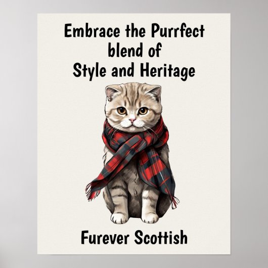 Scottish Fold Cat Poster (Vorne)