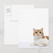 Scottish Fold Cat Postkarte (Vorne/Hinten)