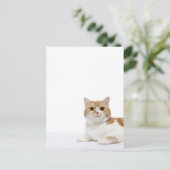 Scottish Fold Cat Postkarte (Stehend Vorderseite)