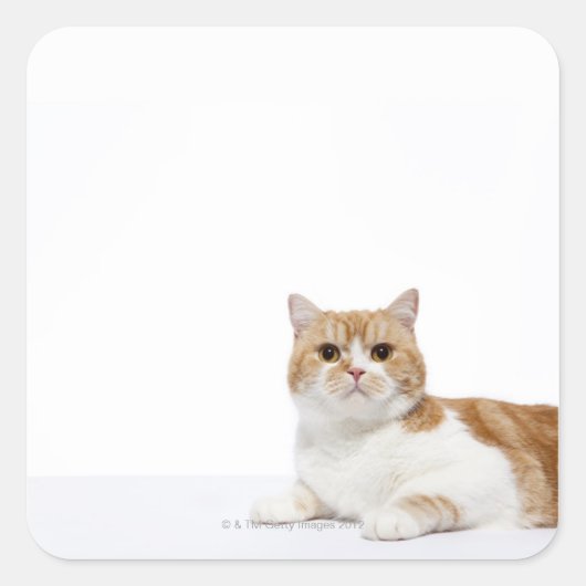 Scottish Fold Cat Quadratischer Aufkleber (Vorderseite)