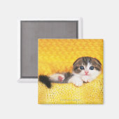 Scottish Fold; ist eine Katze mit einer natürliche Magnet (Vorderseite/Rückseite)