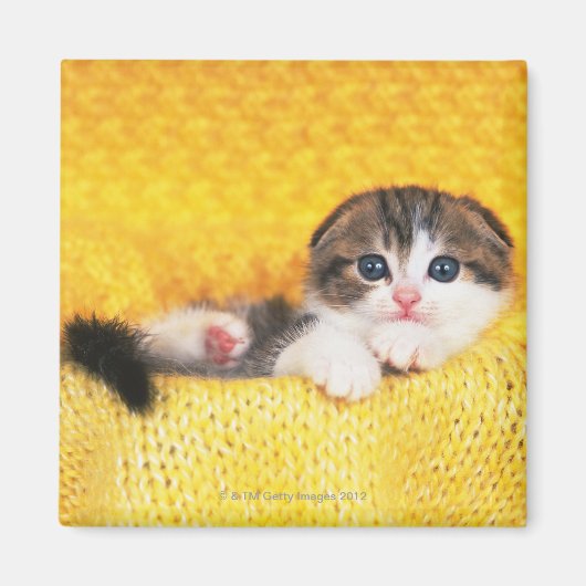 Scottish Fold; ist eine Katze mit einer natürliche Magnet (Vorne)