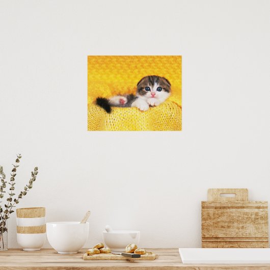 Scottish Fold; ist eine Katze mit einer natürliche Poster (Küche)