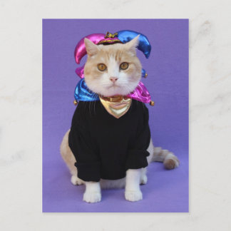 Scottish Fold Jester Postkarte