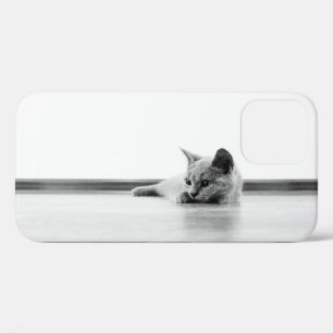 Scottish Fold Kitten Cat Super Niedlich Case-Mate iPhone Hülle