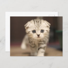 Scottish Fold Kitten Feiertagspostkarte