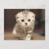 Scottish Fold Kitten Feiertagspostkarte (Vorderseite)