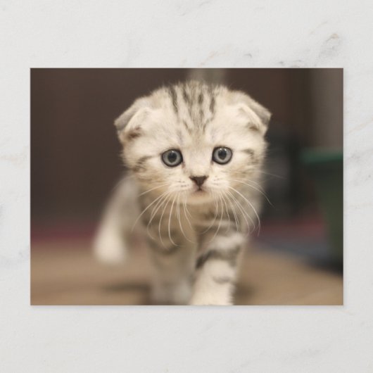 Scottish Fold Kitten Feiertagspostkarte (Vorderseite)