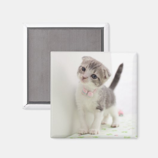 Scottish Fold Kitten Magnet (Vorderseite/Rückseite)