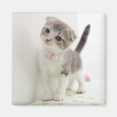Scottish Fold Kitten Magnet (Vorne)