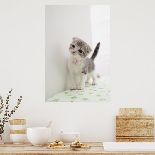 Scottish Fold Kitten Poster (Küche)
