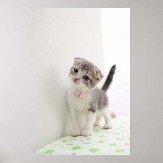 Scottish Fold Kitten Poster (Vorne)