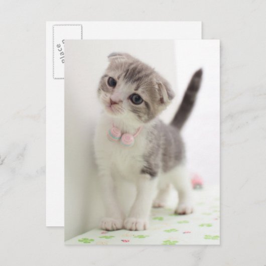 Scottish Fold Kitten Postkarte (Vorne/Hinten)