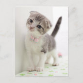 Scottish Fold Kitten Postkarte (Vorderseite)