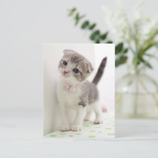 Scottish Fold Kitten Postkarte (Stehend Vorderseite)