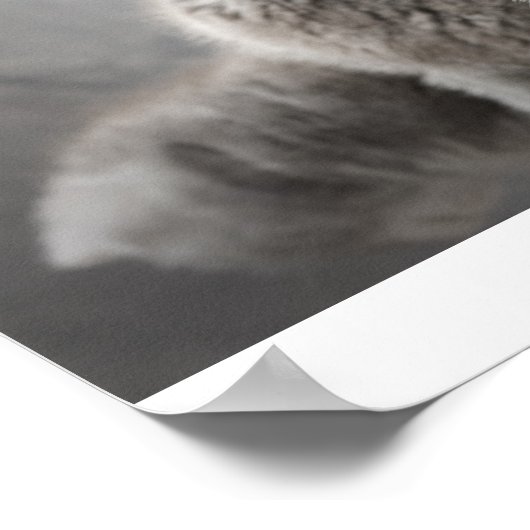 Scottish Fold Kittens Poster (Ecke)