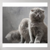 Scottish Fold Kittens Poster (Vorne)